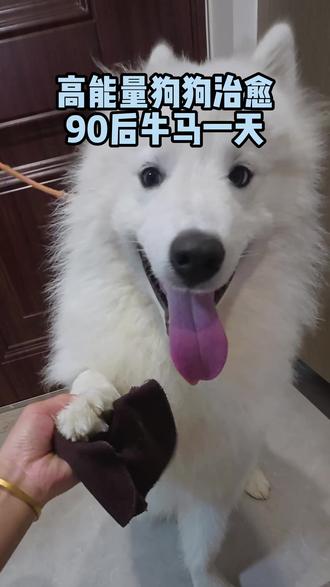 真希望陪你的时间多一点#抖音生活观察计划#我和我的狗 #vlog日常 #萨摩耶#萌宠出道计划