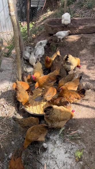 农村养鸡教程#养鸡 #土鸡 #农村土鸡养殖方法 #技术分享 #农村生活