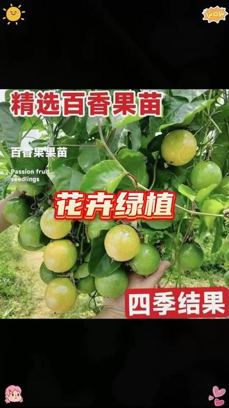#百香果苗 #百香果苗培育 #百香果苗推荐 #黄金百香果苗 #南方种植 黄金9号百香果嫁接苗南方种植爬藤果树苗可盆栽地栽