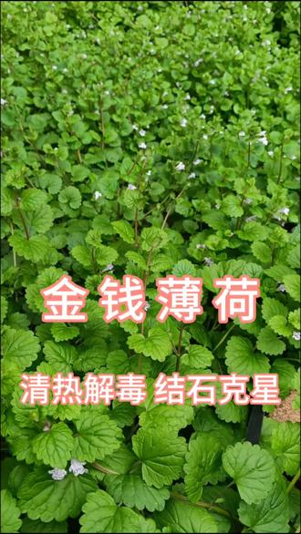 碰到金钱薄荷你可别再把它当成野草咯,它浑身可都是宝哦,它可是结石克星且具有利湿通淋、清热解毒、散瘀消肿等功效,还能当成盆栽哦。#金钱薄荷 #草药科普 #草药 #结石 #清热解毒