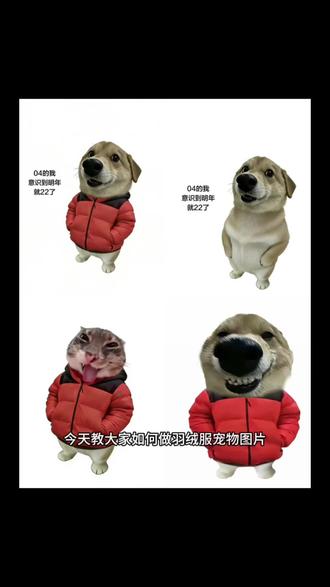 羽绒服小狗制作替换教程来了#穿棉袄的小狗ai指令 羽绒服狗原图 #即梦ai 豆包宠物合照教程 #宠物豆包p图话术 羽绒服狗头像怎么做 #羽绒服狗头像豆包 #狗狗穿羽绒服ai指令