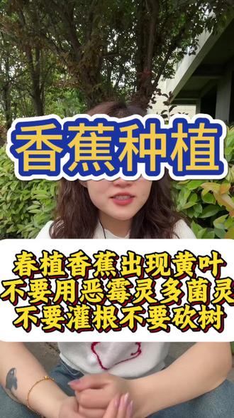 春植香蕉黄叶黄化,不要用恶霉灵多菌灵,不要灌根不要砍树#香蕉种植 #香蕉树 #香蕉 #三农 #农业种植