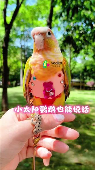 小太阳鹦鹉也是能说话的 主要看主人耐心 只要你耐心教都能说 #小太阳鹦鹉说话 #鹦鹉 #科普 #小鸟vodka家鹦鹉防丢马甲 #小鸟成精了