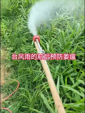 台风雨预防姜瘟#生姜 #姜 #预防 #预防姜瘟