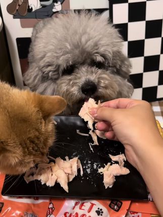 #萌宠好物 #好物推荐 #新手养猫 #强烈推荐 #新手养宠 买买买,一天一包不心疼