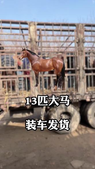 13匹景区用马,出发,感谢各位老板的信任与支持#养马场 #养马 #骑乘马