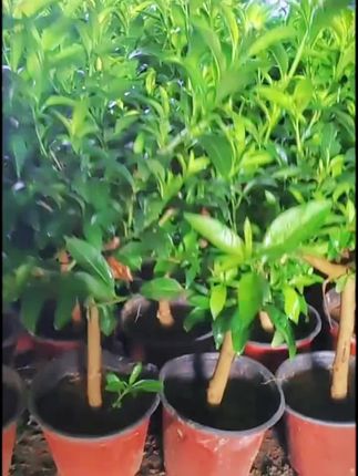夜来香花苗绿植盆栽多年生庭院四季易活浓香型花卉植物#驱蚊植物 #植物花卉 #浓香型夜来香 #夜来香#四季易活