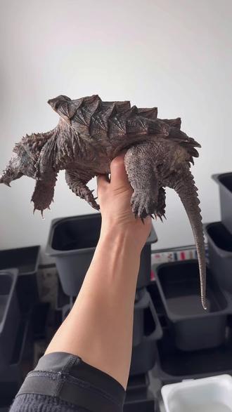 #大鳄龟。听说这个品种平台禁售了……