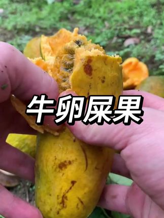 超级好吃的牛卵屎果#三农流量扶持计划 #三农养鸡 #吃什么食物对身体好 #太好吃了 #强烈推荐