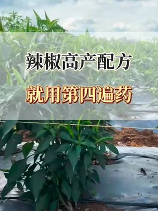 #农业种植 #辣椒种植 #三农 #三农种植 #辣椒高产