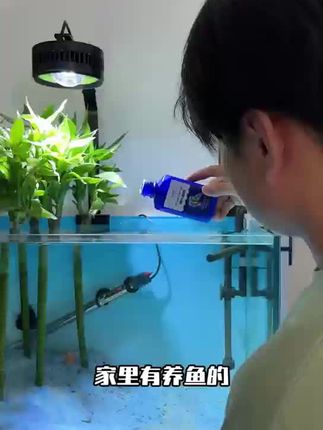 如果养鱼养的不好,又想要打造空气缸,不妨试试硝化细菌!#空气缸 #新手养鱼#鱼缸里的大自然#养鱼日记