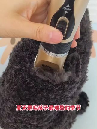宠物剃毛器#萌宠好物#宠物用品#狗狗剃毛#科学养宠