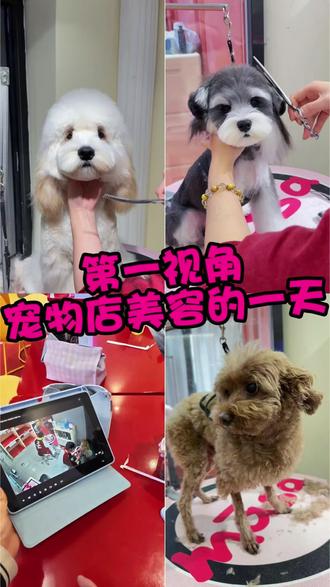 今天传说中的贝壳宝贝一家来了,和māsa的小宝贝们一起变美美洗香香#masapet #狗狗美容 #猫洗护 #宠物店 #vlog日常