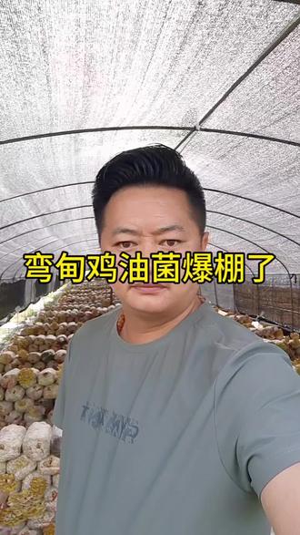#食用菌产业 弯甸鸡油菌爆棚了。