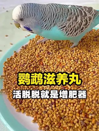 这哪是滋养丸啊?活脱脱就是增肥器,鹦鹉吃了它很快就胖成小肥猪! #鹦鹉 #手养鸟 #新手养宠 #萌宠