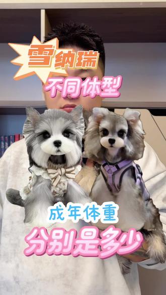 雪纳瑞成年到底能长多大 #雪纳瑞 #西安雪纳瑞 #西安雪纳瑞幼犬 #西安小体雪纳瑞