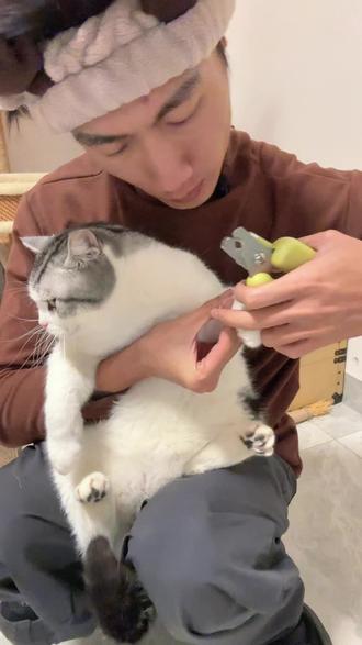 不要再给你家咪横着去剪指甲了 会劈,真会劈#宠物指甲钳