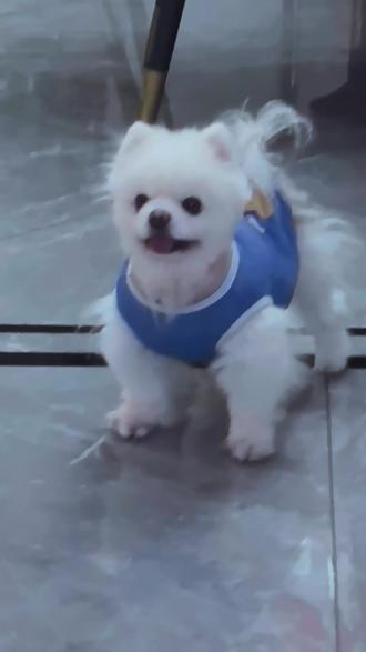 #超级无敌可爱博美犬 听不懂,还是装不懂?#萌宠小狗 #博美日常