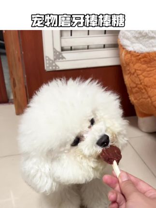 狗狗我呀虽然不知道人类棒棒糖什么味道,但我妈妈会给我买专属的狗狗棒棒糖哦 #麦顿零食 #宠物棒棒糖 #宠物磨牙棒棒糖