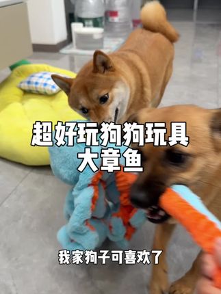 没有小狗狗可以拒绝这个章鱼玩具!因为太好玩了! #狗狗玩具 #章鱼玩具 #宠物玩具 #萌宠出道计划 #狗都成精了