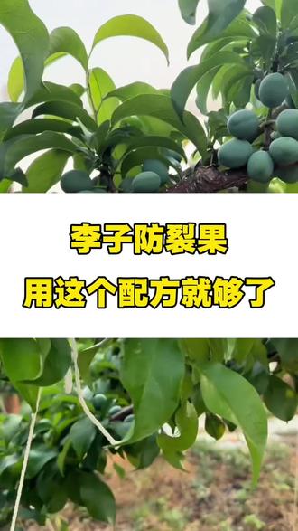 李子防裂果,用这个配方就够了#李子裂果 #李子树管理 #李子树种植 #李子树
