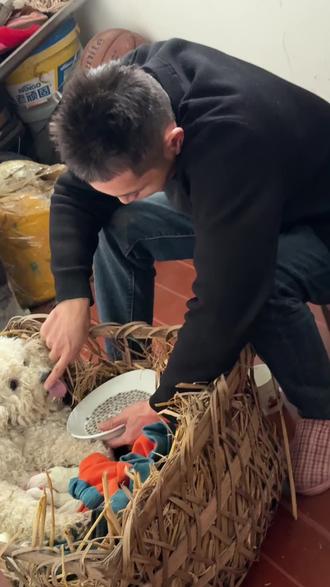 昨晚回到家就很晚很晚了 回到家以为爸爸妈妈会觉得麻烦 结果他们第一句话就是问 说看抖音狗子生了哇在哪里呢 这个时候车上已经很脏了 屎尿都有 还吐着有 狗窝也脏得莫法了 一起把狗抱下车 妈妈就赶快去找旧衣服 毯子 铺盖给狗儿铺窝 问我狗子吃啥子呢 没有奶水啊不吃东西 说那我马上把鸡炖了 我当时其实也即高兴又惊讶 因为都快十二点了 还炖鸡 这也太麻烦了吧 比我这个主人还想的周到 我说不用啦 太晚了 路上买了羊奶粉 然后爸爸又去生火 老公的老家可以烧柴烤火 正好合适 收拾完更晚了 半夜小狗一直叫 妈妈起来问我们要不要喂奶了 估计饿了 火也没有了 她又去生火了 我也是第一次这样伺候狗 针管喂不会吃奶的 不过这狗妈翻脸不认人了 不让我靠近 真咬我 这下好了 伺候月母子的工作也黄了……
大家的狗子生崽后多久能靠近啊
#不养狗不知养狗的乐趣 #城里狗回乡下 #比熊犬 #比熊生崽#伺候狗狗月子