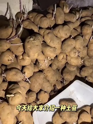 贵州老品种米拉洋芋土豆马铃薯