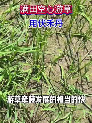 2025年水稻田游草 千金 ,就找《伏禾丹》#乡村守护人 #我的乡村生活 #农村生活 #新农人计划 #水稻种植