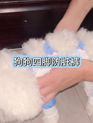 狗狗自从有了这款四脚防脏裤出去玩再也不怕脏了,真是太方便了 赶紧给你家狗狗安排起来吧#比熊宝宝 #家有萌宠比熊 #萌宠成长记