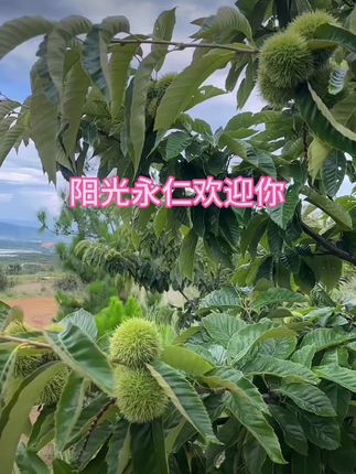 阳光永仁板栗快要上市了,如果喜欢吃生嫩刺球果的点左下方小黄车!产地直发!#阳光永仁#板栗