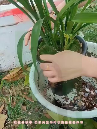 教你辨别植物发出的那些求救信号,就轻松养好花 #养花小知识#盆栽 #花卉绿植 #种植小技巧 #绿植花卉