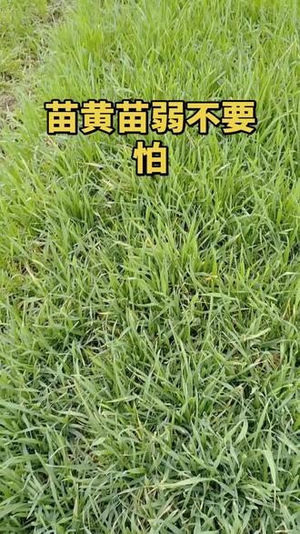 麦田高产用农满穗!