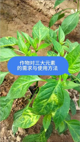 氮磷钾的使用,本质上是 “在正确的时间,用正确的方式,将正确的养分,施给正确的作物” 。掌握其分工原理和作物需求规律,您就能从“凭经验施肥”迈向“依科学管理”,实现节本、增效、提质、环保的多重目标。#氮磷钾平衡肥 #作物种植 #三农种植