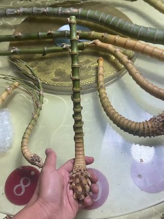 大自然的搬运工#竹子手工制作工艺 竹子烟杆毛料