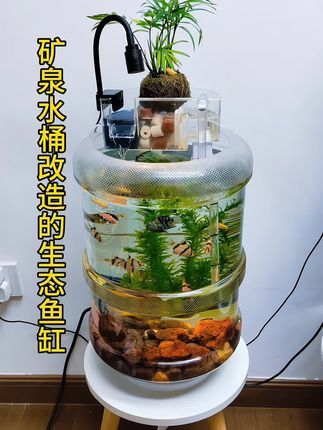 大家快来看这个创意水族箱,透明桶身360°看鱼游超治愈,它是用矿泉水桶改造而成的一款生态鱼缸。先在桶底铺层鹅卵石,倒上困好的水,种几株水榕、蜈蚣草,再放两条红绿灯鱼或米奇鱼,低成本打造会呼吸的微型生态!#生态鱼缸 #矿泉水桶改造生态鱼缸 #鱼缸 #养鱼日记
