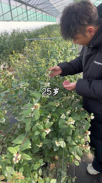 欢迎来莓好庄园采摘#三农 #抖音助农扶农 #新鲜采摘 #草莓园 #姜堰同城