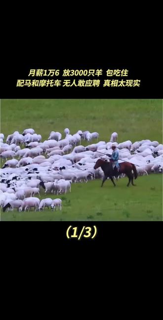 月薪1万6放3000只羊,包吃住配马和摩托车,无人敢应聘,真相太现实#高薪职业 #放羊 #真实事件 #招聘
