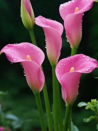 #马蹄莲 #彩色马蹄莲种球 #爱生活爱养花 #花卉绿植