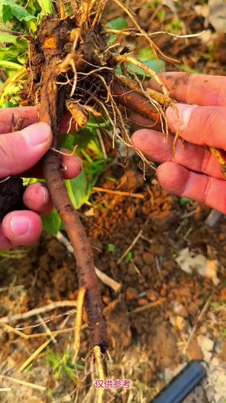 土大黄 土大黄也叫野菠菜、金不换、羊蹄棵,很多人到处找它,看看你家乡有吗?#大自然的馈赠 #金不换 #土大黄 #野菠菜