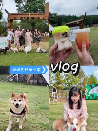 藏在老山脚下佛手湖的宝藏狗狗乐园,国庆几百只狗狗在这马拉松哦 #萌享petpark露营桨板 #露营 #国庆旅游 #南京露营 #南京旅游
