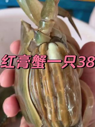 🔥【35块实现蟹膏自由!】这青蟹是来报恩的吧!🦀 ,掰开瞬间瞳孔地震💥蟹膏多到pu出来!金黄流心像咸蛋黄瀑布,鲜到舌尖发颤~蟹肉雪白自带回甘,清蒸/香辣/避风塘都香到砸锅! ,这品质放餐厅至少三位数‼️ 手慢连蟹脚都抢不到😭 ,#膏比肉多 #海鲜天花板 #35块买快乐暴击 ,#青蟹 #红膏蟹
