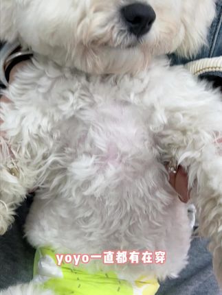 狗狗居然也有这么好用的纸尿裤!没想到还这么能吸,毛孩子夏天穿也很透气舒适#狗狗乱尿 #定点上厕所 #狗狗尿不湿
