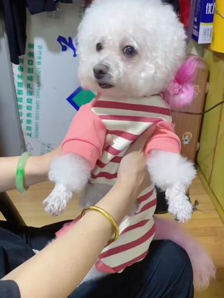 穿在身上也太可爱了。条纹针织加德绒面料的拼接。内里双面加绒,柔软又亲肤,半包度还带松紧衣服弹力好,狗狗穿着舒适不紧绷。在家可以当个家居服,出门防脏又保暖,降温了快给毛孩子安排上。