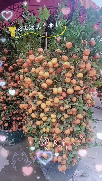 2026年花市🌸🌸🌸🌸🌸🌸