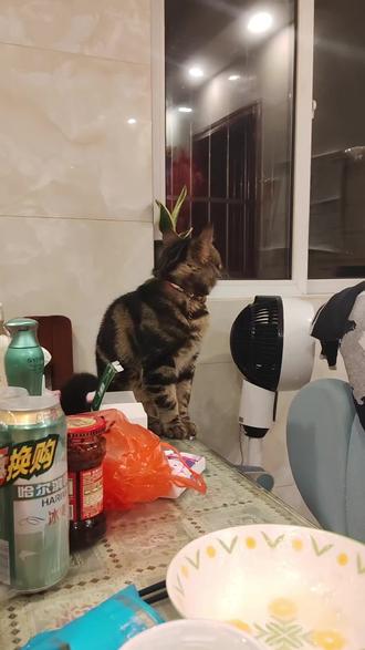 快过年了,来玩个属相接龙游戏。我先,我是被武松揍得哇哇哭那个 #日常唠嗑 #哈哈哈哈哈哈我要笑死了#生肖文化#狸花猫 #宠物日常