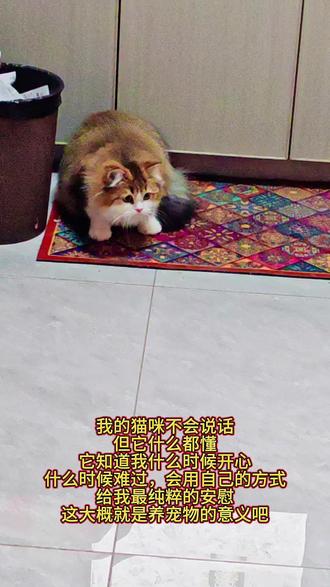 我的猫咪不会说话,但它什么都懂。它知道我什么时候开心,什么时候难过,会用自己的方式,给我最纯粹的安慰。这大概就是养宠物的意义吧。#养猫人 #猫咪电动玩具 #猫咪玩具 #逗猫棒