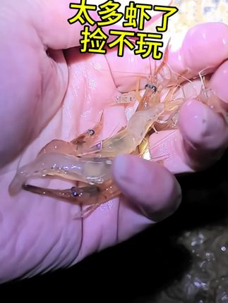 捡不玩,太多虾了#虾上岸#虾靠边#草莓香抓虾#河虾