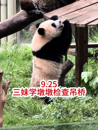 9.25 三妹学精了经过几次吊桥摔熊后,还真的有模有样学着墩墩检查吊桥😂#萌宠出道计划 #来这吸熊猫 #也太可爱了吧 #重庆动物园 #大熊猫奇三妹