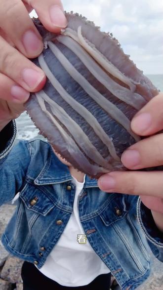 蓝海珍岛-这大海参真不错!