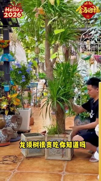 龙血树的求救信号,能看懂的都是养龙血树的高手#龙血树 #养花 #种植小技巧 #无限回购的宝藏单品